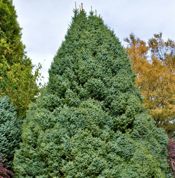 PICEA  omorika ‘Nana’  / Picea omorika 'Nana'