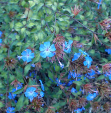 CERASTOSTIGMA  willmottianum / Plumbago de Wilmott