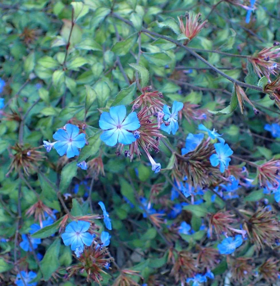 CERASTOSTIGMA  willmottianum / Plumbago de Wilmott