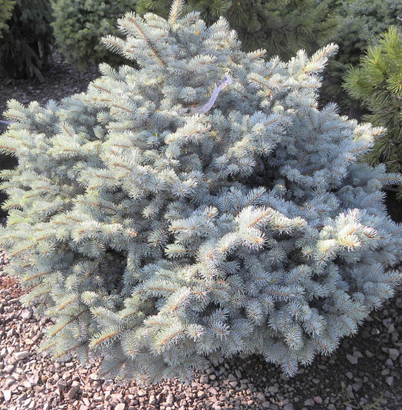 PICEA  pungens ‘Glauca Globosa’  / Sapin bleu, Epicéa du Colorado 'Glauca Globosa'