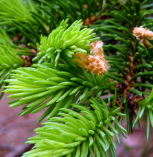 PICEA abies   / Epicéa commun