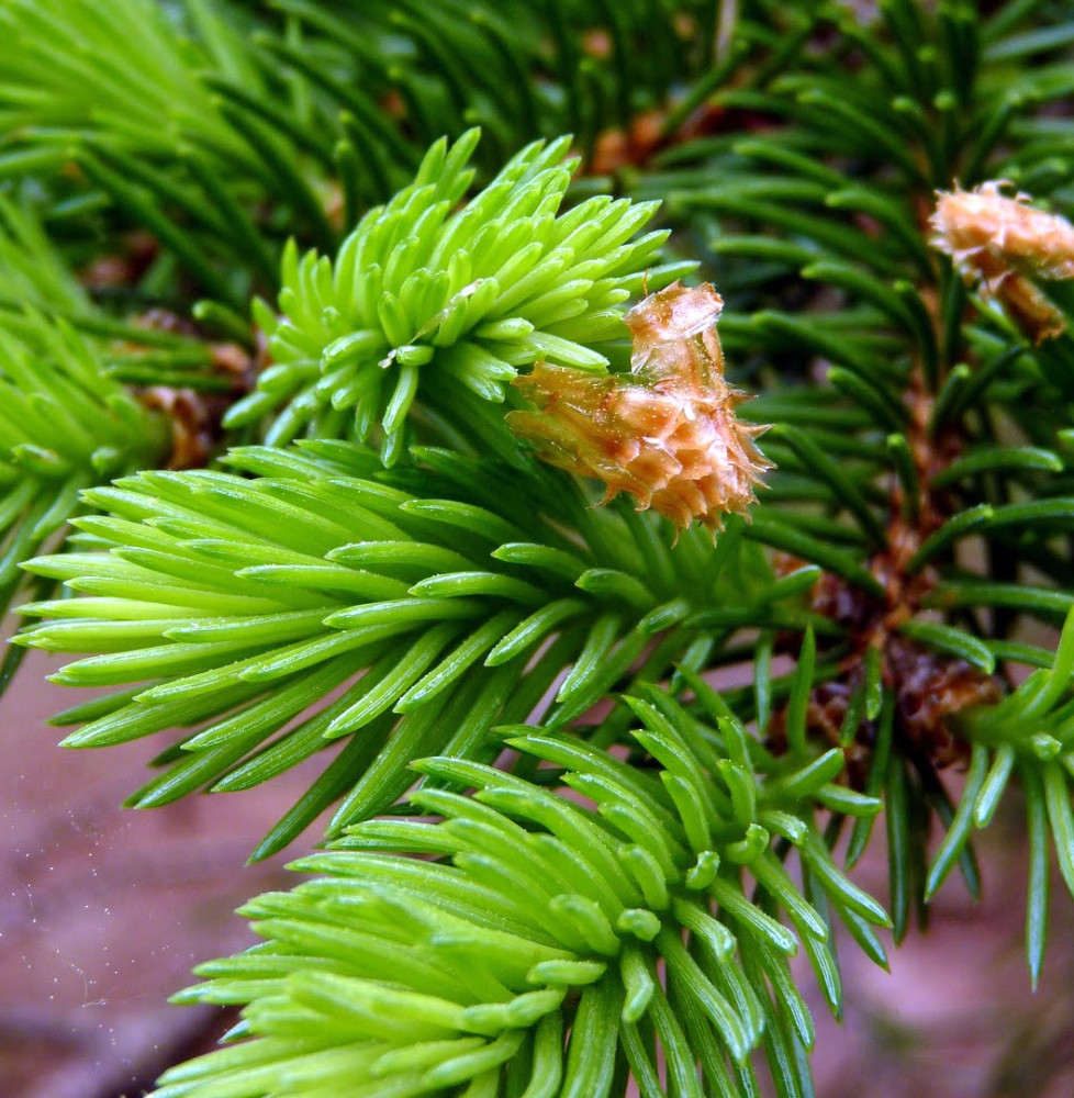 PICEA abies   / Epicéa commun