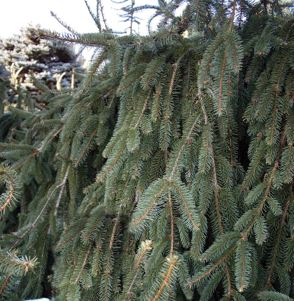 PICEA abies  ‘Inversa’   / Sapin inversé 'Inversa'