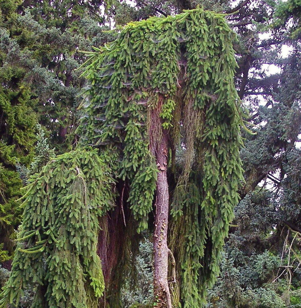 PICEA abies  ‘Inversa’   / Sapin inversé 'Inversa'