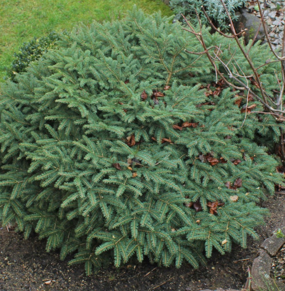 PICEA abies ‘Nidiformis’   / Picea abies 'Nidiformis'