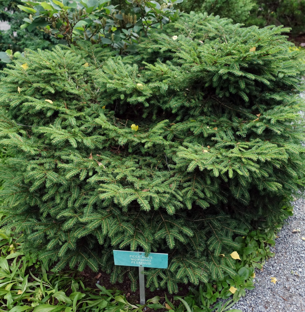 PICEA abies ‘Nidiformis’   / Picea abies 'Nidiformis'