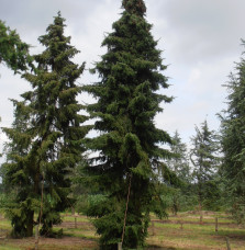 PICEA omorika   / Épicéa de Serbie