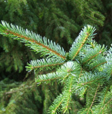 PICEA omorika   / Épicéa de Serbie