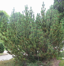 PINUS  mugo 'Mughus' / Pin de montagne 'Mughus'