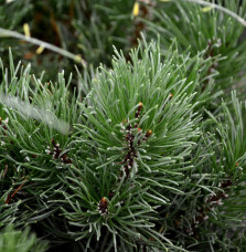 PINUS  mugo 'Mughus' / Pin de montagne 'Mughus'