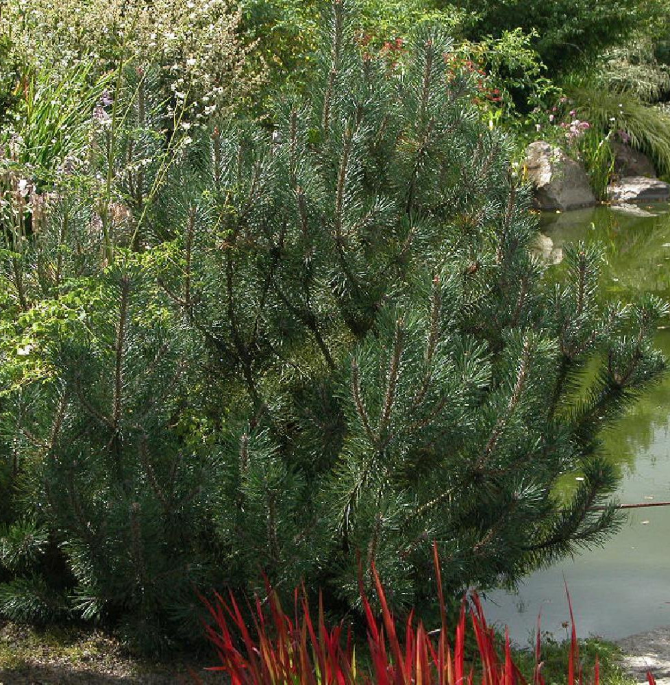 PINUS  mugo 'Mughus' / Pin de montagne 'Mughus'