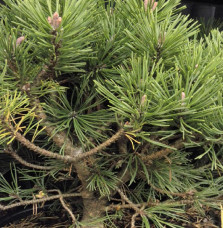 PINUS mugo 'Mops' / Pin de montagne 'Mops'