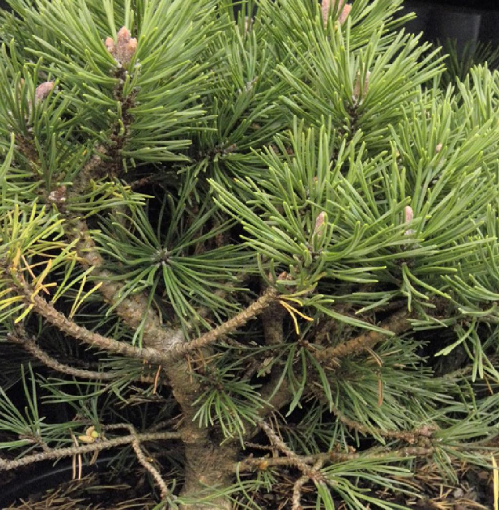 PINUS mugo 'Mops' / Pin de montagne 'Mops'