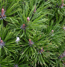 PINUS mugo 'Mops' / Pin de montagne 'Mops'