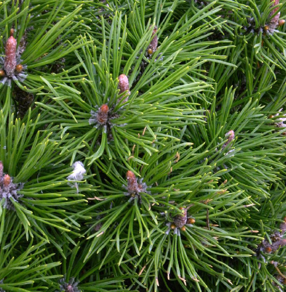 PINUS mugo 'Mops' / Pin de montagne 'Mops'