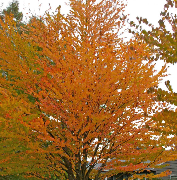 CERCIDIPHYLLUM japonicum / Arbre à caramel