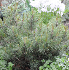 PINUS mugo 'Mops' / Pin de montagne 'Mops'