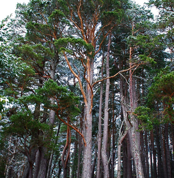 PINUS sylvestris  / Pin sylvestre