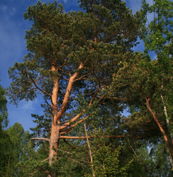 PINUS sylvestris  / Pin sylvestre