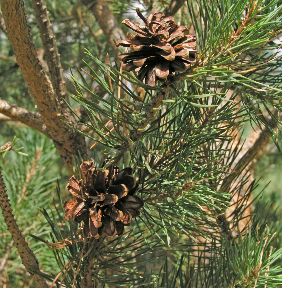 PINUS sylvestris  / Pin sylvestre