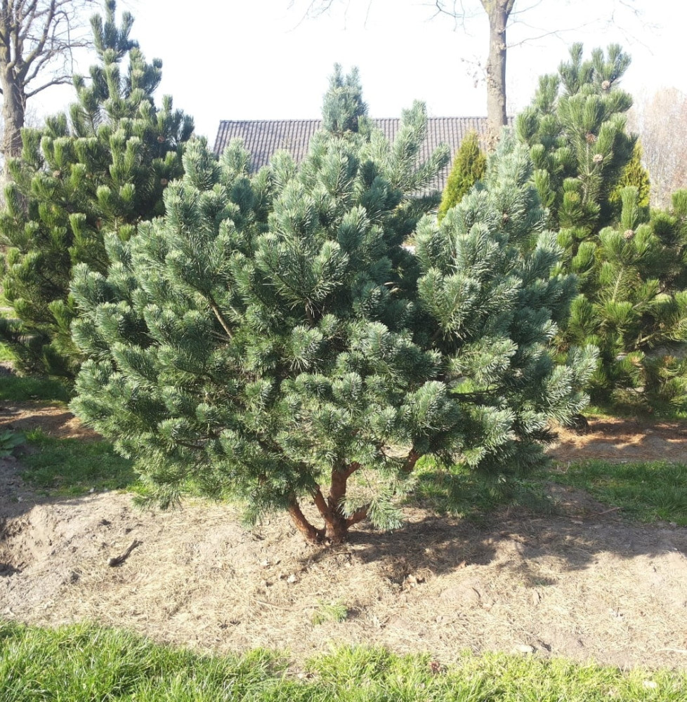 PINUS sylvestris ‘Nana’ / Pin sylvestre 'Nana'