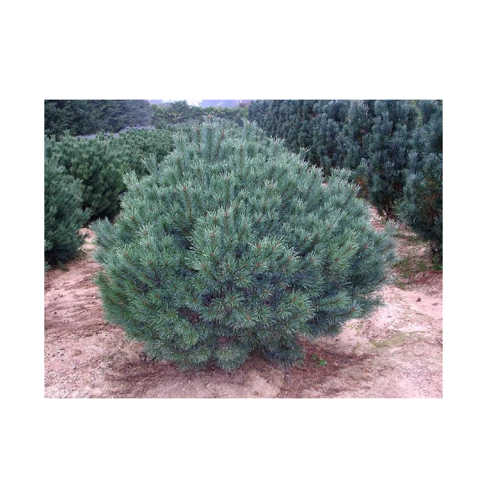 PINUS sylvestris ‘Nana’ / Pin sylvestre 'Nana'