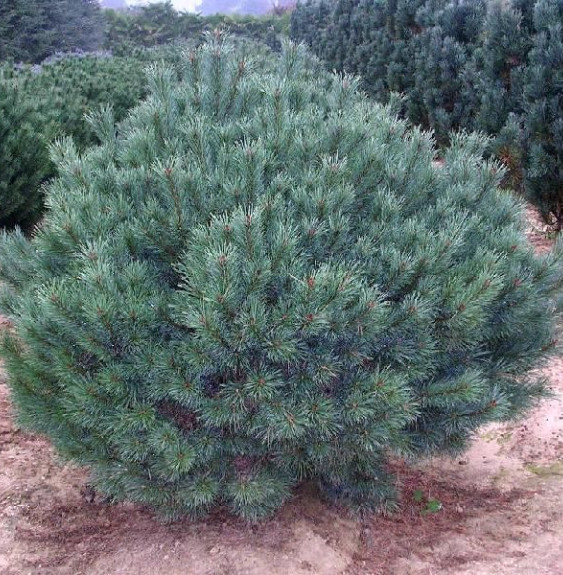 PINUS sylvestris ‘Nana’ / Pin sylvestre 'Nana'