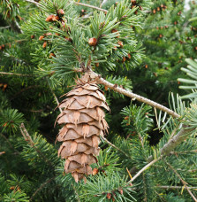 PSEUDOTSUGA menziesii  / Pin d'Oregon, Sapin de Douglas