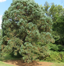 SEQUOÏADENDRON giganteum / Séquoia géant