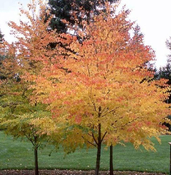 CERCIDIPHYLLUM japonicum / Arbre à caramel