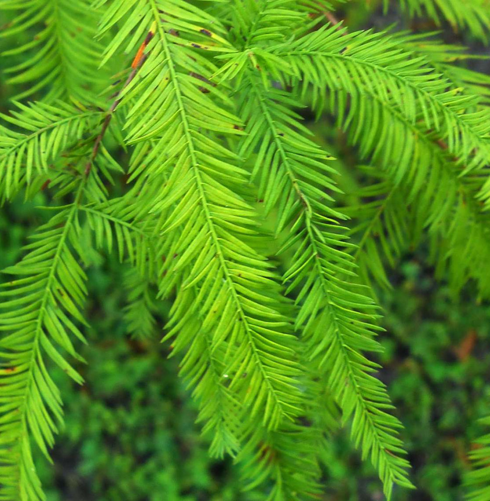 TAXODIUM distichum / Cyprès chauve