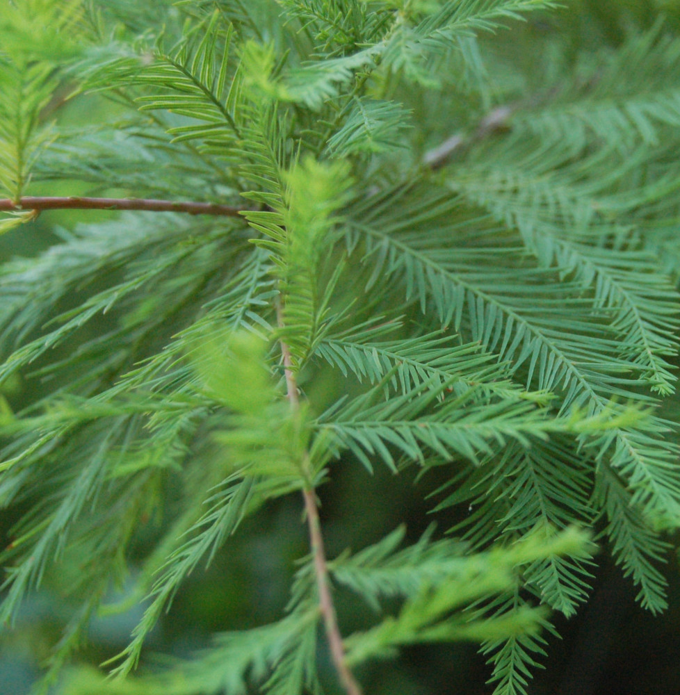 TAXODIUM distichum / Cyprès chauve