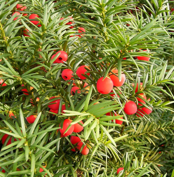 TAXUS baccata  / If commun