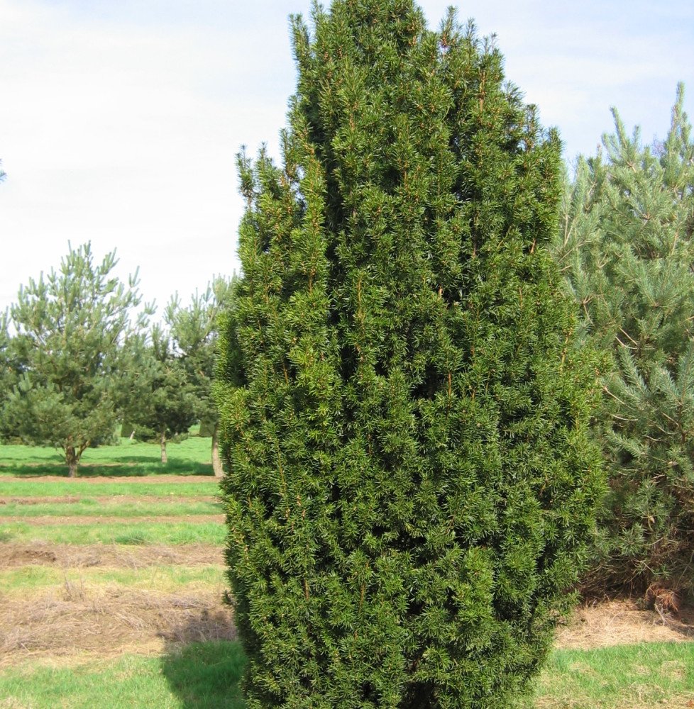 Pépinières Français PF_TAXUS-bacc0 TAXUS baccata ‘Fastigiata’ / If d'Irlande