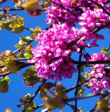 CERCIS siliquastrum / Arbre de Judée