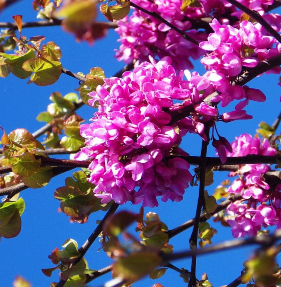 Pépinières Français PF_CERCIS-sil CERCIS siliquastrum / Arbre de Judée