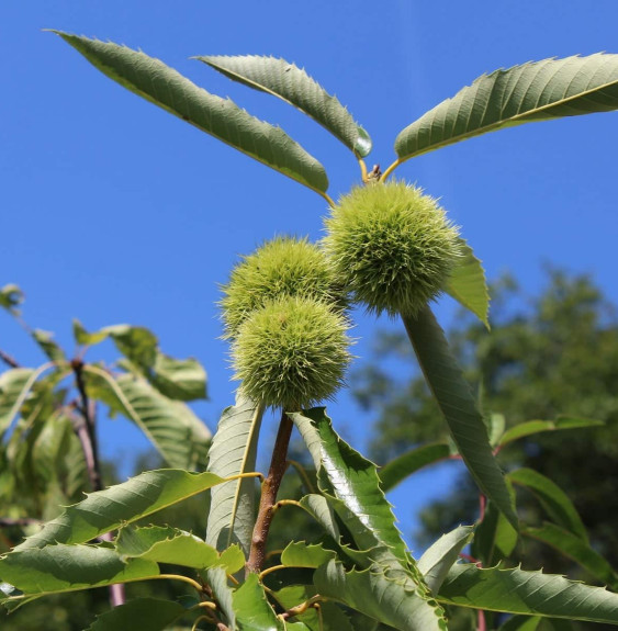 Castanea sativa 'Dorée de Lyon' / Châtaignier 'Dorée de Lyon