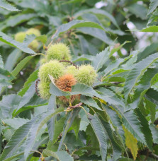 Castanea sativa 'Dorée de Lyon' / Châtaignier 'Dorée de Lyon