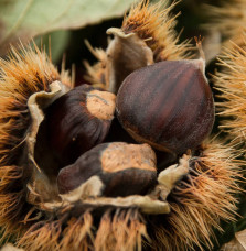 Castanea sativa 'Dorée de Lyon' / Châtaignier 'Dorée de Lyon