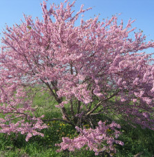 CERCIS siliquastrum / Arbre de Judée