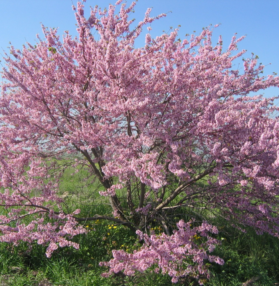 CERCIS siliquastrum / Arbre de Judée