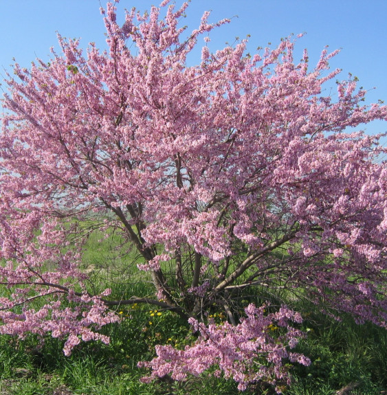 Pépinières Français PF_CERCIS-sil CERCIS siliquastrum / Arbre de Judée