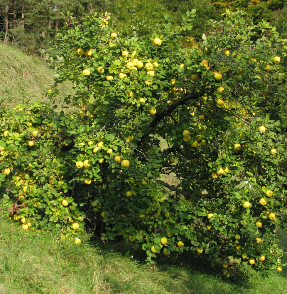 Cydonia vulgaris ‘Champion’ / Cognassier commun 'Champion'