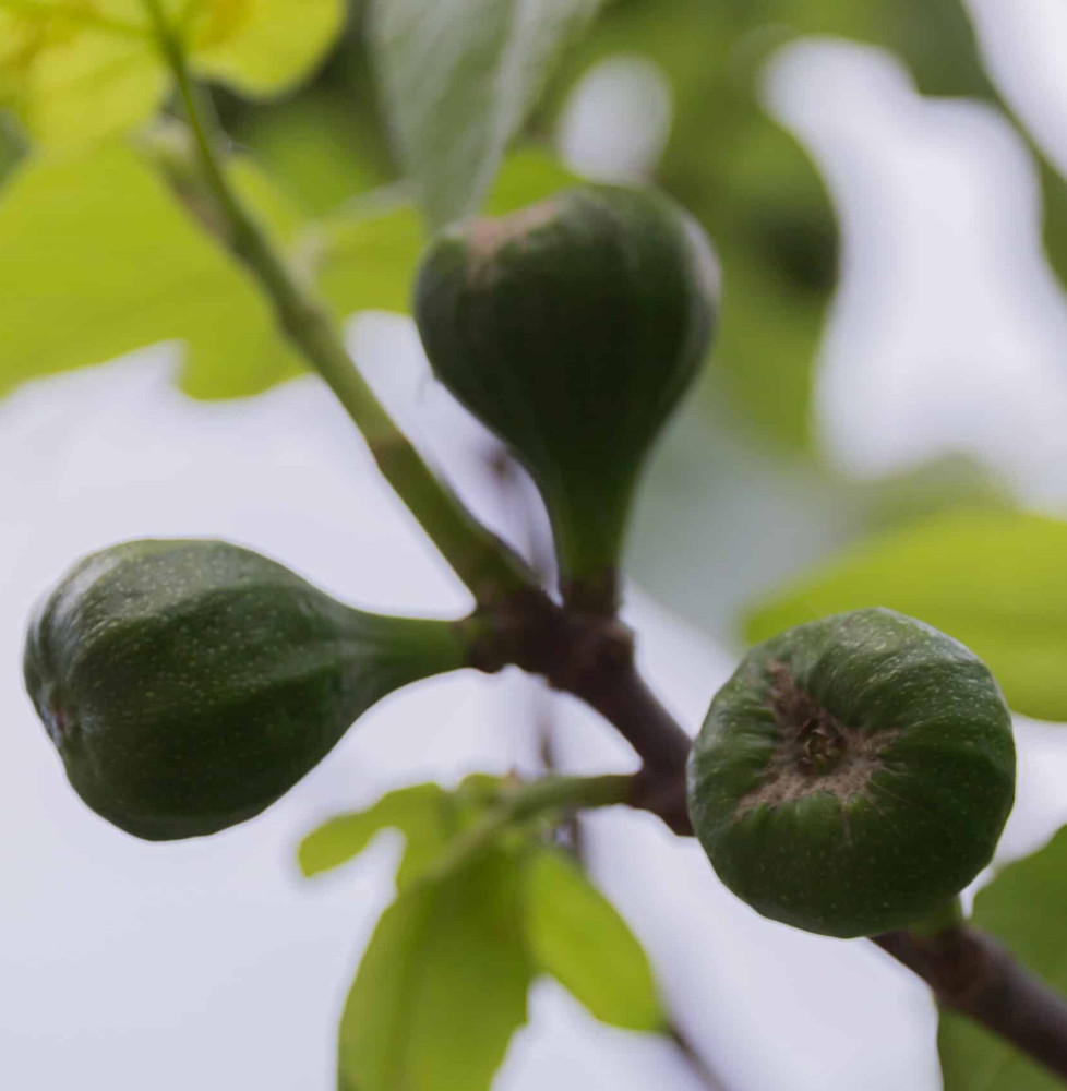 Ficus carica / Figuier