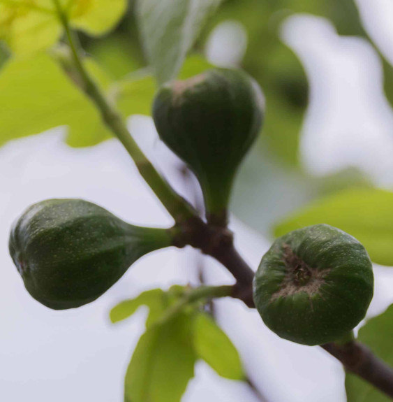 Pépinières Français PF_Ficus-cari Ficus carica / Figuier