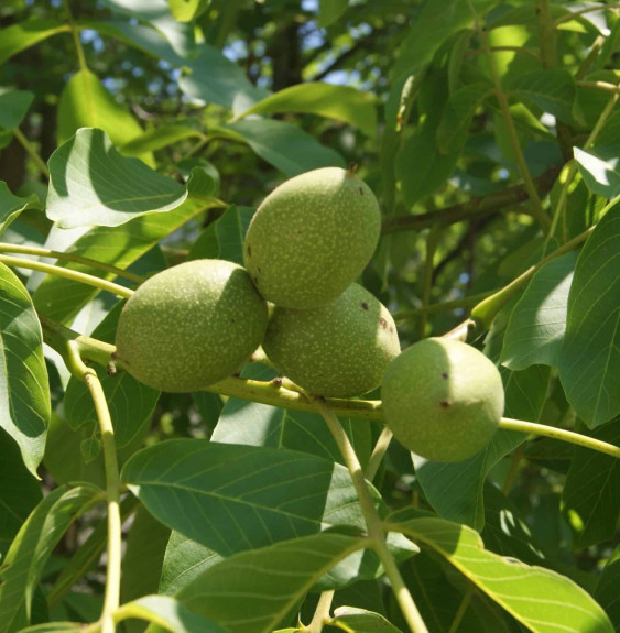 Pépinières Français PF_Juglans-re Juglans regia 'Franquette' / Noyer 'Franquette'