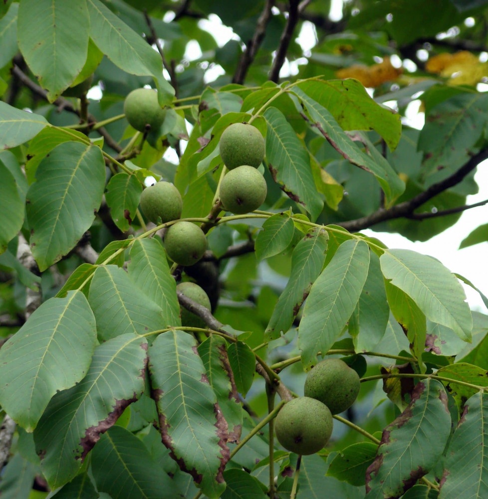 Juglans regia 'Franquette' / Noyer 'Franquette'