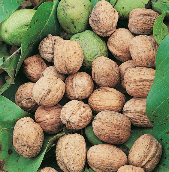 Pépinières Français PF_Juglans-re1 Juglans regia 'Parisienne' / Noyer 'Parisienne'