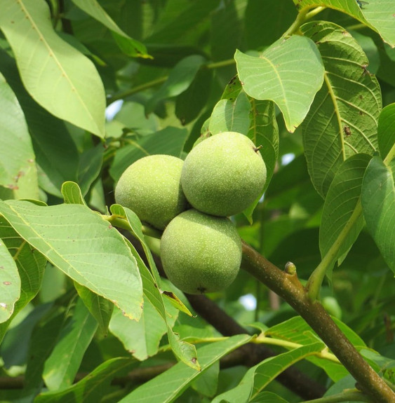 Juglans regia 'Parisienne' / Noyer 'Parisienne'