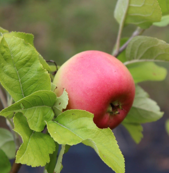 Malus domestica ' Reine des Reinettes' / Pommier Reine des Reinettes